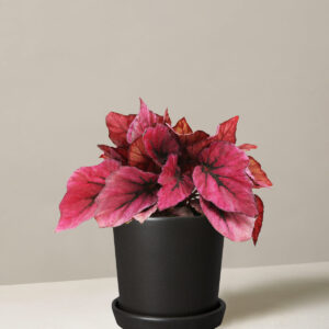 Begonia Rex Shadow King Pink