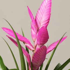 Bromeliad Antonio Pink