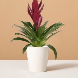 Bromeliad Vriesea ‘Albertina Maroon’