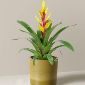 Bromeliad Vriesea Evita Yellow