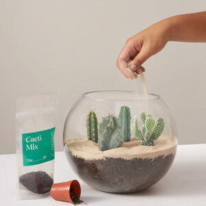 the-sill_cacti-terrarium_variant_02.jpg DIY Terrarium Kit