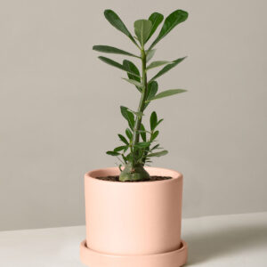 the-sill_desert-rose_small_hyde_blush.jpg Desert Rose