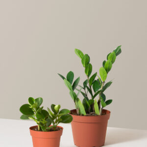 the-sill_easy-care-bundle_growpot.jpg The Easy Care Bundle