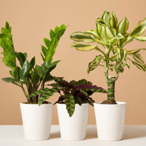 the-sill_easy-care_subscription_marianne_white_variant.jpg Easy-Care Subscription (6 Months)