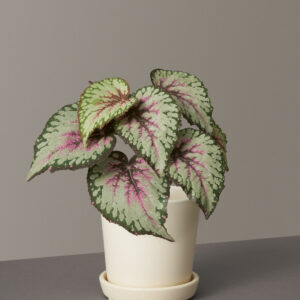Faux Rex Begonia