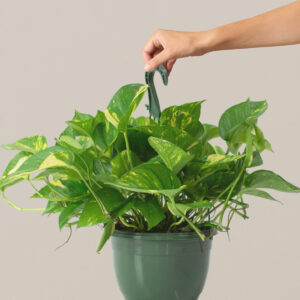 the-sill_golden-pothos-hanging-basket_variant_01_ab0d2cac-1355-4e54-8ab7-510c8187e55b.jpg Golden Pothos Hanging Basket