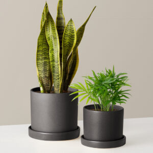 Hardy Houseplants Duo