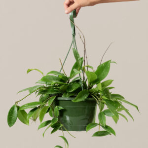 the-sill_hoya-pubicalyx_8in_hanging-basket_variant.jpg Hoya pubicalyx Hanging Basket