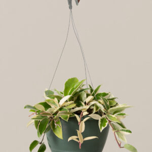 the-sill_hoya-tricolor-hanging-basket_medium_variant.jpg Hoya Tricolor Hanging Basket