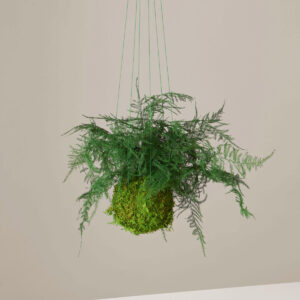 the-sill_kokedama-plant_variant_all_01.jpg Preserved Fern Kokedama