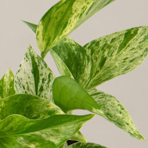 the-sill_marble-queen-pothos_gallery_small_all.jpg Pothos Marble Queen