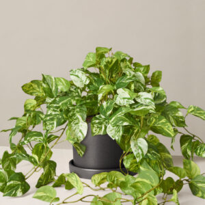 Faux Pothos Plant