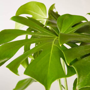 the-sill_monstera_large_gallery_all_all_03copy.jpg Monstera Deliciosa