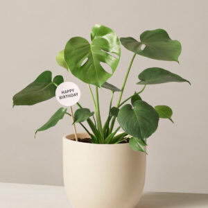 Happy Birthday Monstera Deliciosa