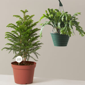 The Merry and Bright Duo