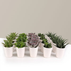 the-sill_party-pack_succulent_variant.jpg Succulent Party Pack, Set of 20