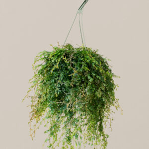 the-sill_peacock-fern_hanging-basket_medium_variant_01.jpg Peacock Fern Hanging Basket