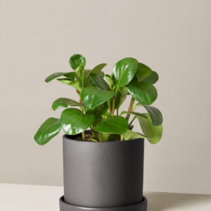the-sill_peperomia-green_variant_medium_hyde_black.jpg Peperomia Obtusifolia