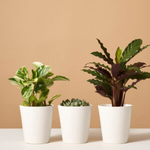 Pet Friendly Subscription (6 Months)