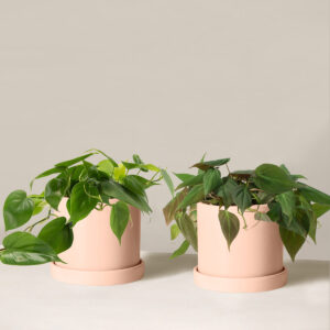 The Philodendron Duo