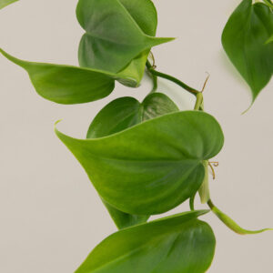 the-sill_philodendron-green_gallery_small_all_1.jpg Philodendron Cordatum Hanging Basket