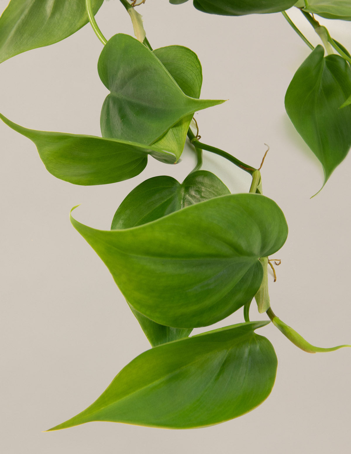 Philodendron Cordatum Hanging Basket