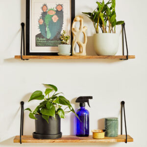 the-sill_philodendron-green_gallery_small_all_all_06.jpg Philodendron Green