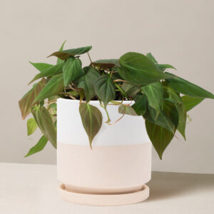 the-sill_philodendron-micans_medium_isabella_top-half-white_variant.jpg Philodendron Micans