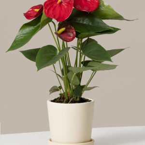 Red Anthurium
