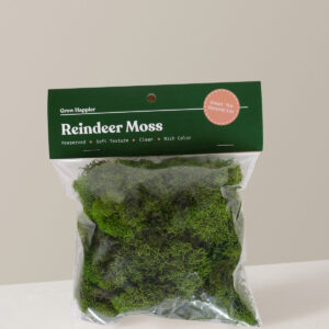 Reindeer Moss