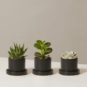 the-sill_succulent-trio_variant_mini_hyde_black_aa5fe88b-76e9-4186-ae52-38124556aed5.jpg Succulent Assortment