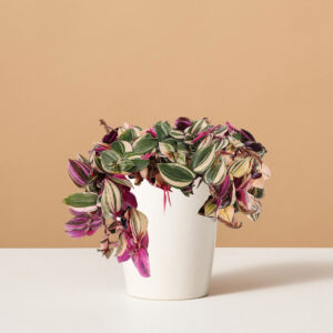 Tradescantia Quadricolor