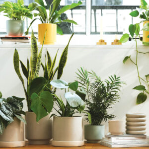 Virtual Plant Appointment