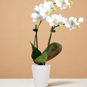 the-sill_white-orchid_mini_evi_white_variant.jpg Mini Orchid