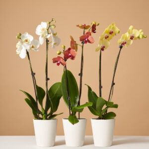 the_sill-variant-orchid_subscription_1479f335-e332-4aad-bb4e-ebaecfb13dee.jpg Orchid Subscription (6 Months)