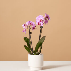 Petite Pink Orchid