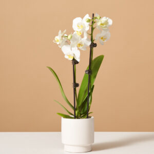 Petite White Orchid with Yellow