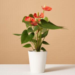 Coral Anthurium