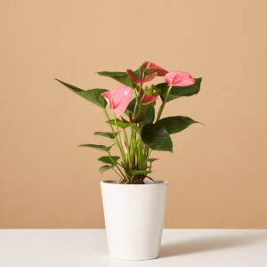 Pink Anthurium