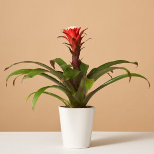 Bromeliad Red Guzmania Hope