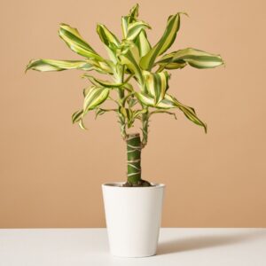 the_sill-variant-white_gloss-dracaena_fragrans_sol.jpg Dracaena Fragrans ‘Sol’