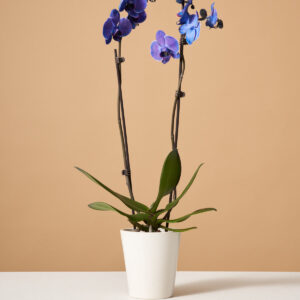 Dark Purple Watercolor Orchid