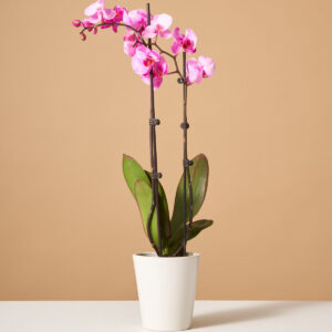 the_sill-variant-white_gloss-orchid_pink.jpg Pink Watercolor Orchid
