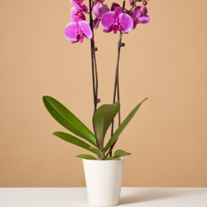 Purple Orchid