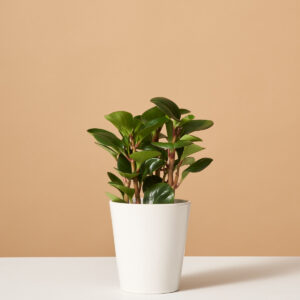 the_sill-variant-white_gloss-peperomia_green.jpg Peperomia Obtipan Green