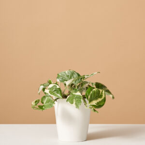 the_sill-variant-white_gloss-pothos_njoy.jpg Pothos NJoy