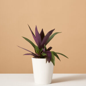 the_sill-variant-white_gloss-roheo.jpg Rhoeo Discolor