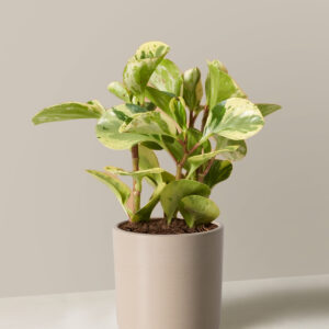 the_sill_peperomia_green_gold_Small_Upcycled_Cream_Variant.jpg Peperomia Green Gold