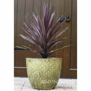 Bauer's Cordyline