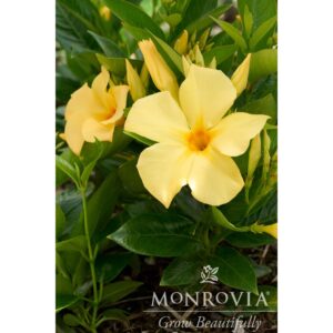 white-45258_Mandevilla_Sunbeam_SunParasol_0288MNCcopy.jpg Sun Parasol® Sunbeam Mandevilla